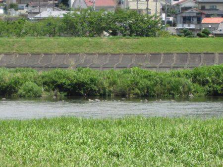 狩野川(狩野川漁業協同組合) 釣果