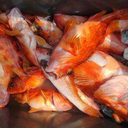 遊漁船 新鋭丸 釣果