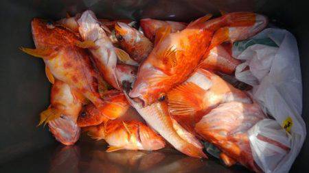 遊漁船 新鋭丸 釣果