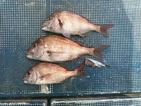 フィッシングガイド りょう 釣果