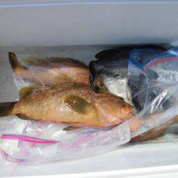 大進丸(新潟) 釣果