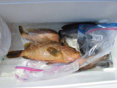 大進丸(新潟) 釣果