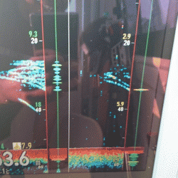 遊漁船ブルーウッズ 釣果