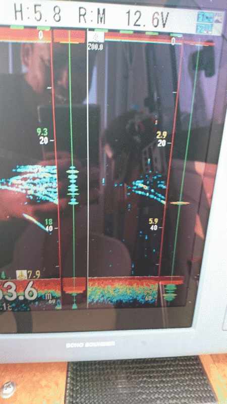 遊漁船ブルーウッズ 釣果