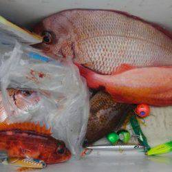 遊漁船 新鋭丸 釣果