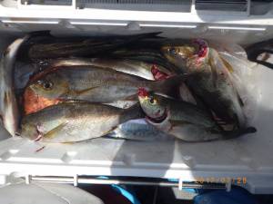 石川丸 釣果