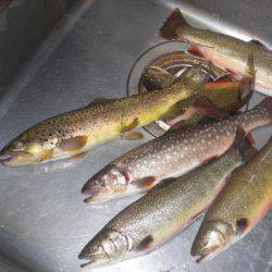 高萩ふれあいの里フィッシングエリア 釣果