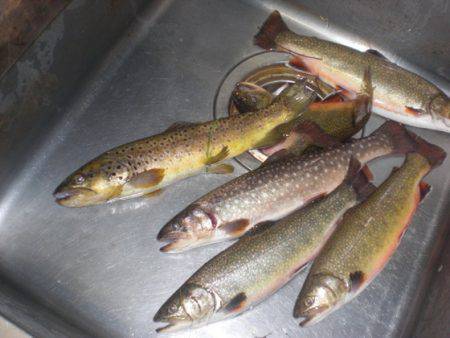 高萩ふれあいの里フィッシングエリア 釣果