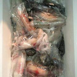 寿裕 （YOSHIHIRO） 釣果