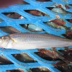 オリジナルメーカー海づり公園(市原市海づり施設) 釣果