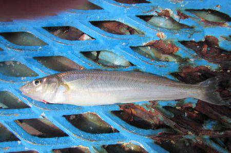 オリジナルメーカー海づり公園(市原市海づり施設) 釣果