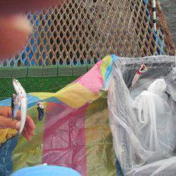 オリジナルメーカー海づり公園(市原市海づり施設) 釣果