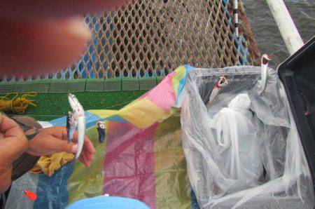 オリジナルメーカー海づり公園(市原市海づり施設) 釣果