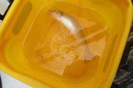 オリジナルメーカー海づり公園(市原市海づり施設) 釣果