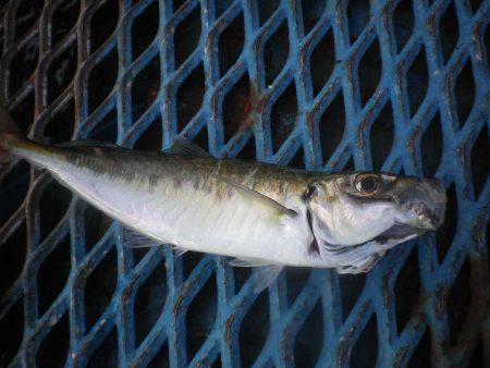 オリジナルメーカー海づり公園(市原市海づり施設) 釣果