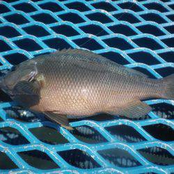 オリジナルメーカー海づり公園(市原市海づり施設) 釣果