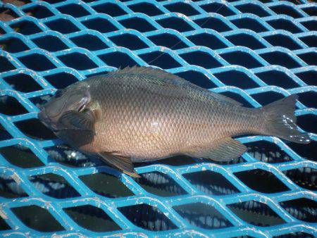オリジナルメーカー海づり公園(市原市海づり…