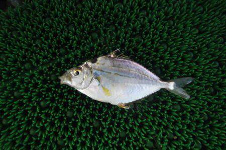 オリジナルメーカー海づり公園(市原市海づり施設) 釣果