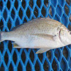 オリジナルメーカー海づり公園(市原市海づり施設) 釣果