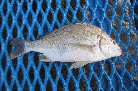 オリジナルメーカー海づり公園(市原市海づり施設) 釣果