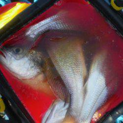 オリジナルメーカー海づり公園(市原市海づり施設) 釣果