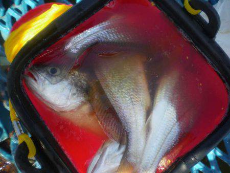 オリジナルメーカー海づり公園(市原市海づり施設) 釣果