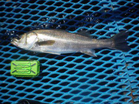 オリジナルメーカー海づり公園(市原市海づり施設) 釣果