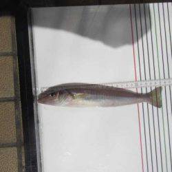 オリジナルメーカー海づり公園(市原市海づり施設) 釣果