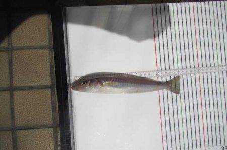 オリジナルメーカー海づり公園(市原市海づり施設) 釣果