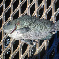 オリジナルメーカー海づり公園(市原市海づり施設) 釣果