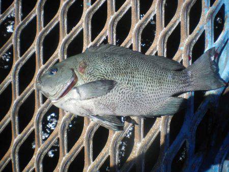 オリジナルメーカー海づり公園(市原市海づり施設) 釣果