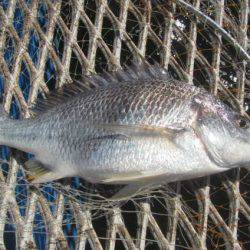 オリジナルメーカー海づり公園(市原市海づり施設) 釣果