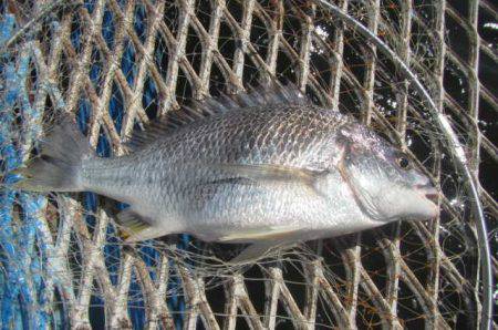 オリジナルメーカー海づり公園(市原市海づり施設) 釣果