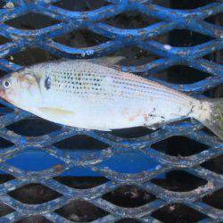 オリジナルメーカー海づり公園(市原市海づり施設) 釣果