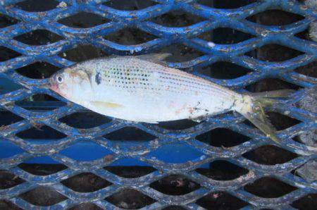 オリジナルメーカー海づり公園(市原市海づり施設) 釣果