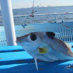 オリジナルメーカー海づり公園(市原市海づり施設) 釣果