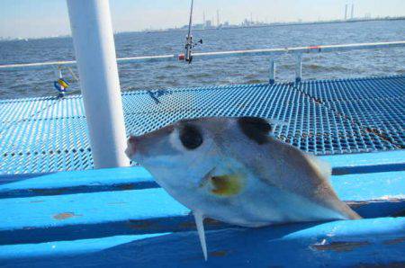 オリジナルメーカー海づり公園(市原市海づり施設) 釣果