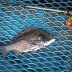 オリジナルメーカー海づり公園(市原市海づり施設) 釣果