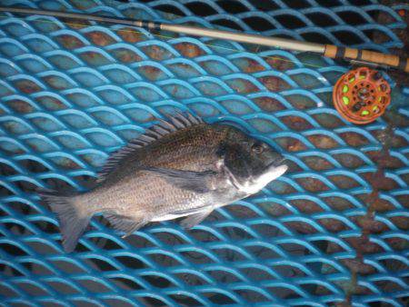 オリジナルメーカー海づり公園(市原市海づり施設) 釣果