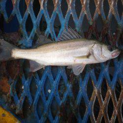 オリジナルメーカー海づり公園(市原市海づり施設) 釣果