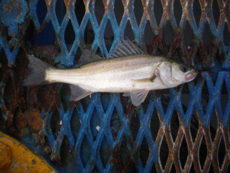 オリジナルメーカー海づり公園(市原市海づり施設) 釣果