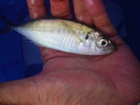 オリジナルメーカー海づり公園(市原市海づり…