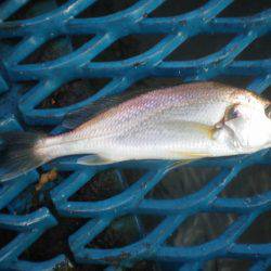 オリジナルメーカー海づり公園(市原市海づり施設) 釣果