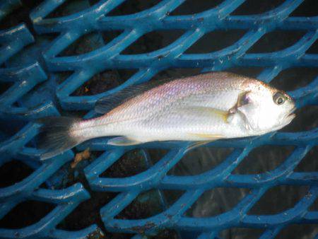 オリジナルメーカー海づり公園(市原市海づり施設) 釣果