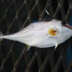 オリジナルメーカー海づり公園(市原市海づり施設) 釣果