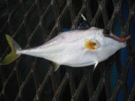 オリジナルメーカー海づり公園(市原市海づり施設) 釣果