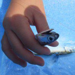 オリジナルメーカー海づり公園(市原市海づり施設) 釣果