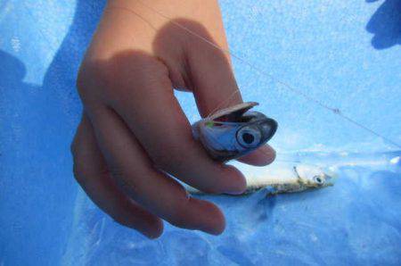 オリジナルメーカー海づり公園(市原市海づり施設) 釣果