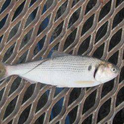 オリジナルメーカー海づり公園(市原市海づり施設) 釣果