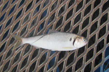 オリジナルメーカー海づり公園(市原市海づり施設) 釣果